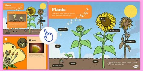 Interactive Plants Ebook Interactive Science Life Cycle Of A Flower