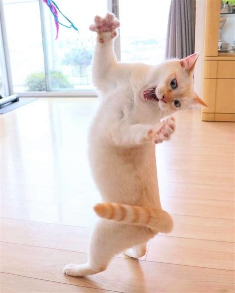 Animals Of Instagram Spotlight Of The Week Chaco The Dancing Cat