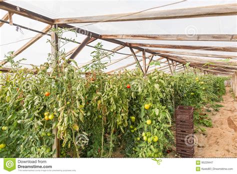 Rows Of Tomato Plants Growing Inside Greenhouse Stock Image Image Of