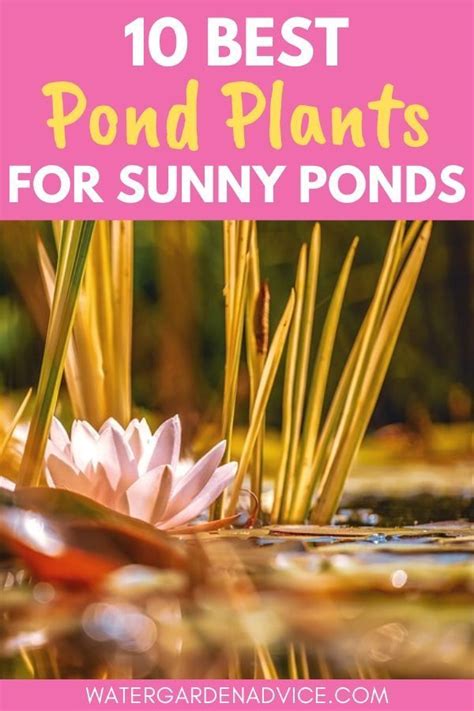 Pond Plants For Full Sun Here Are 10 Beautiful Pond Plants That Are