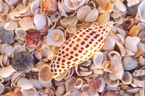 A Junonia Shell Amid An Array Of Seashells Found On The Beaches Of
