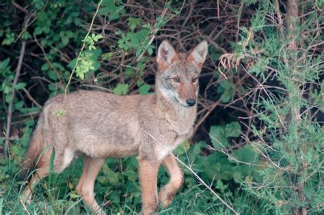 Coyote Spotted Roaming Through Scotch Plains