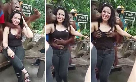 Cheeky Safari World Orangutan Grabs Womans Breasts Daily Mail Online