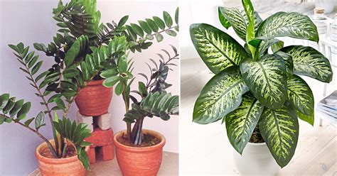 Pokok Hiasan Luar Rumah | Desainrumahid.com