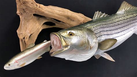 Striped Bass Mount Replica Mounts From New Wave Taxidermy
