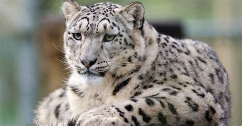 10 Incredible Snow Leopard Facts A Z Animals