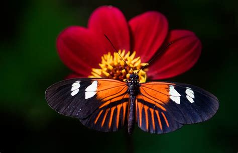The Postman Butterfly By Glenn0o7 On Deviantart