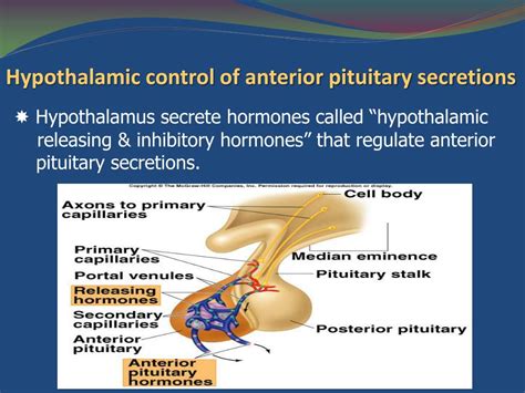 Ppt Endocrine Anatomy The Pituitary Gland The Hypothalamic Control