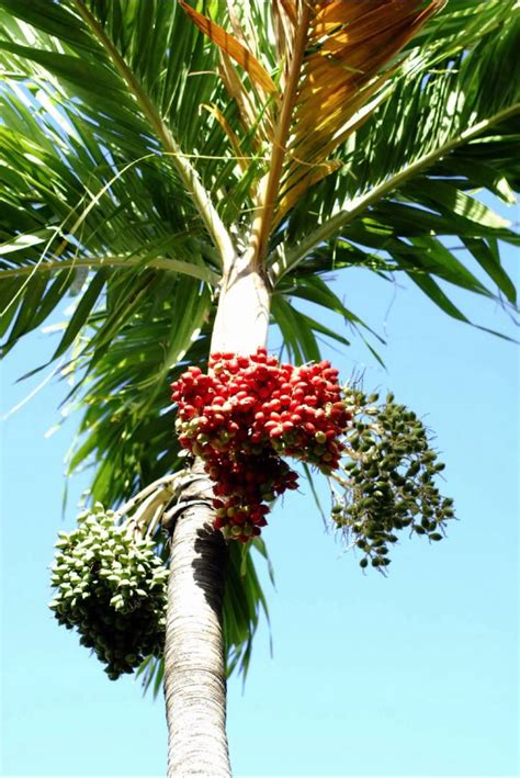 Palm Tree With Red Fruit Free Photos And Art Youtube