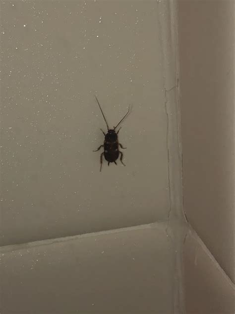 I Have Seen At Least 10 Of These In My Bathroom Before But Decided To