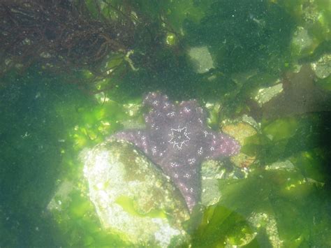 Purple Sea Star Purple Sea Star Pisaster Ochraceus Edmonds Flickr