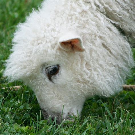 Cotswold Schafe Lamm Wolle Kostenloses Foto Auf Pixabay