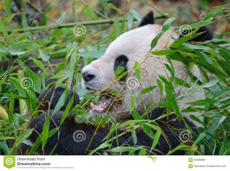 Giant Panda Close Up Portrait Stock Image Image Of Black Giant 65396889