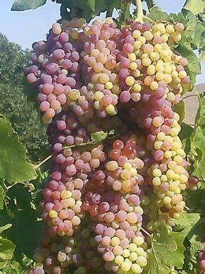 A good tree produces good fruit, and a bad tree produces bad fruit. Raisins and Grapes are Poisonous To Pets | Poisonous Plant ...