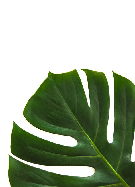 Free Stock Photo Of Green Leaf Minimalism