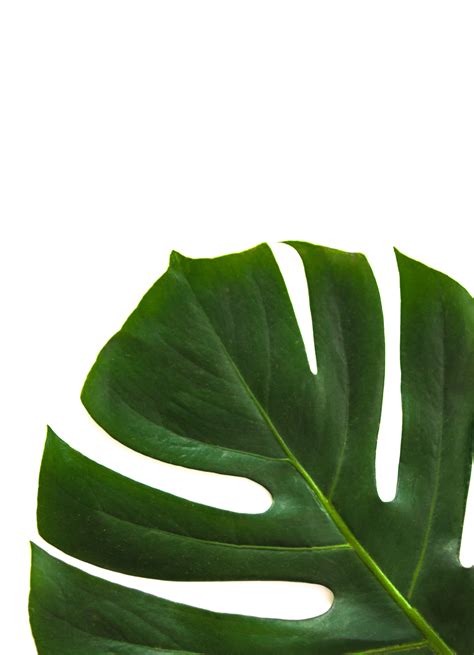 Check spelling or type a new query. Plant Pictures · Pexels · Free Stock Photos