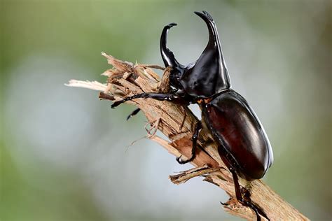 Beetle | San Diego Zoo Animals & Plants