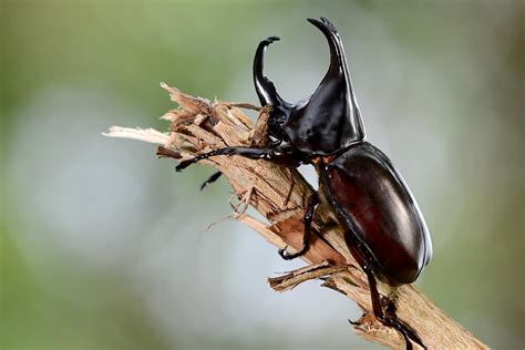 Borer Beetle Clearance Cheapest Save 47 Jlcatjgobmx