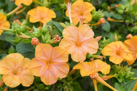 'kaleidoscope' has a mix of colours and bicolours that include pinks, yellows, reds and white. Four O'Clock 'Orange Crush' - Mirabilis jalapa seeds ...