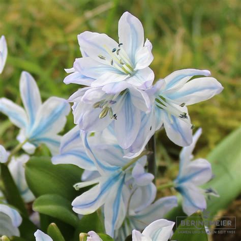 The main attraction in scilla is the beach front. Scilla mischtschenkoana (tubergeniana) | Saatfix ...