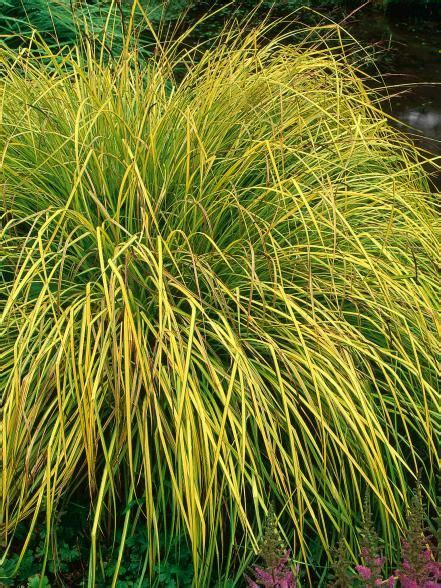 These Ornamental Grasses Are Ideal Grasses For Landscaping And Mix Well