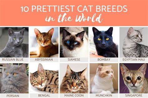 Top 10 Most Beautiful Cat Breeds In The World In 2020