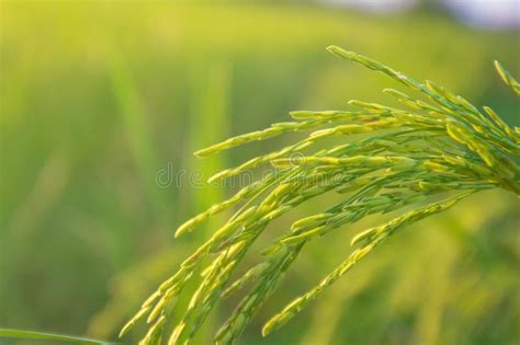 Close Up Rice Plants Yield In The Paddy Green Field Stock Photo Image