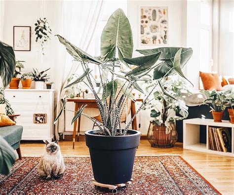 Holy moly! I'm in total awe of this beaut! Still at the ...