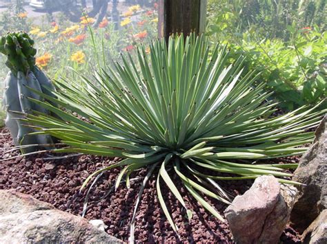 You want the dishgarden to look like the desert. Cacti or Not -Many Succulents Look Like Cactus, But Are ...
