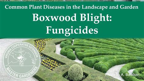 Boxwood Blight Fungicide Recommendations Hawaivel