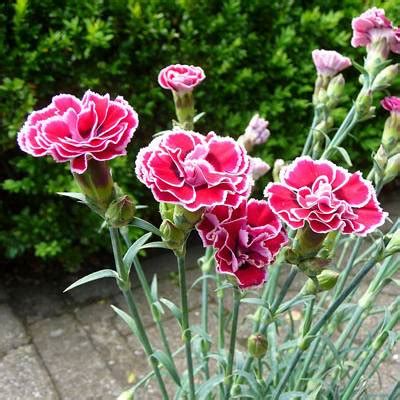 Bunga Anyelir ( Bunga Kerajaan ) – Pesona Bunga