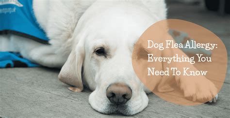 Dog Flea Allergy Everything You Need To Know Jacks Pets