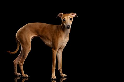 Mummified remains of small greyhounds been found in egypt. Italian Greyhound | อิตาเลี่ยน เกรย์ฮาวน์ » Pet AZ