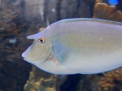 The Online Zoo Bluespine Unicornfish