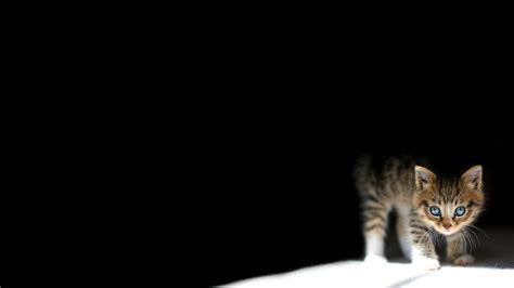 Free Download Peeking Cat Wallpapers Top Peeking Cat Backgrounds