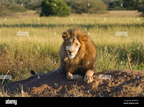 Ant Lion Africa Hi Res Stock Photography And Images Alamy