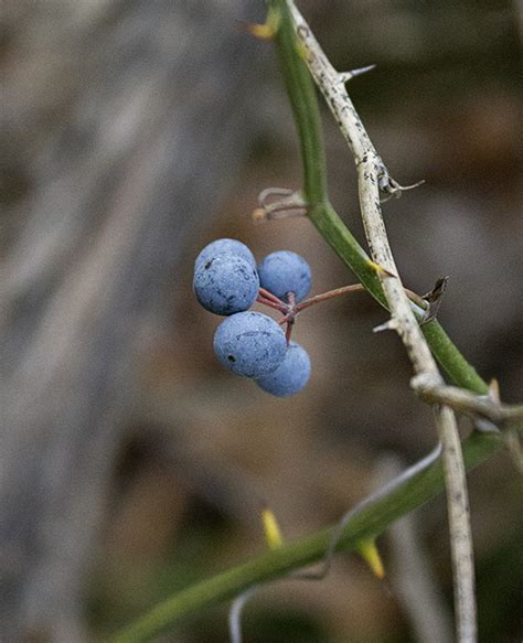 Greenbrier (smilax spp.) is a difficult vine to control in the landscape. Rurification: Greenbrier