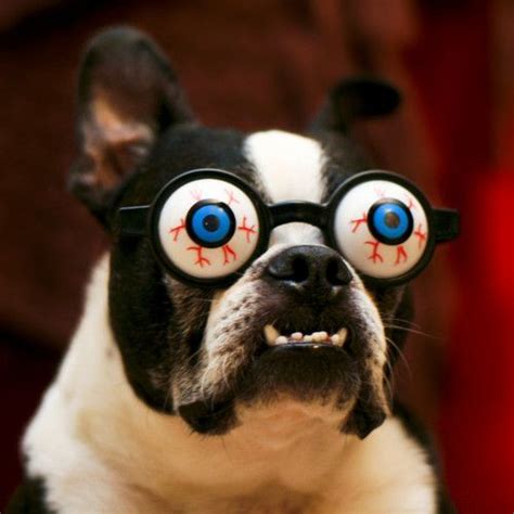 Funny Dog Wearing Crazy Goggles Picture Boston Terrier Terrier Dog Wear