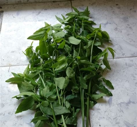 Check spelling or type a new query. PANDUAN MENCAMBAHKAN BATANG CEKUR MANIS - Rangkuman Cara ...