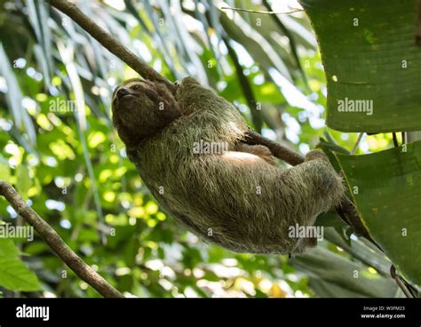 Brown-Throated Three Toed Sloth Stock Photo - Alamy