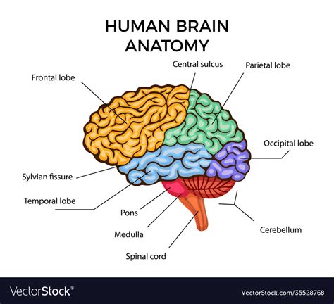 Human Brain Anatomy Royalty Free Vector Image Vectorstock