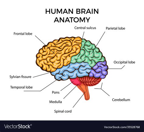 Human Brain Labeled Diagram