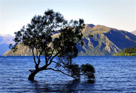 Lone Tree Lake Wanaka Nz Lake Wanaka Is Location At The F Flickr