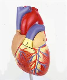Quality Original Heart Anatomy Model 2 Parts 1 1 Heart Model With 34