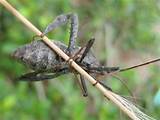 Florida Leaf Footed Bug Control Pictures