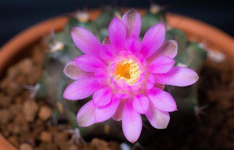 Flowers Are Blooming Cactus Pink And Soft Pink Gymnocalycium Flower