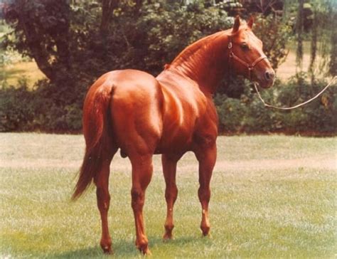 American Quarter Horse Breed Information History Videos Pictures