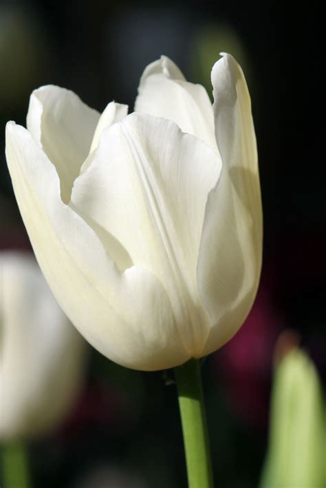 White Tulip Flower Free Stock Photo Public Domain Pictures