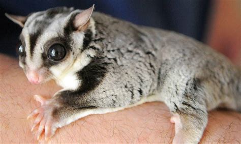 Sugar Gliders Main Reasons Why Your Gliders Are Dying E