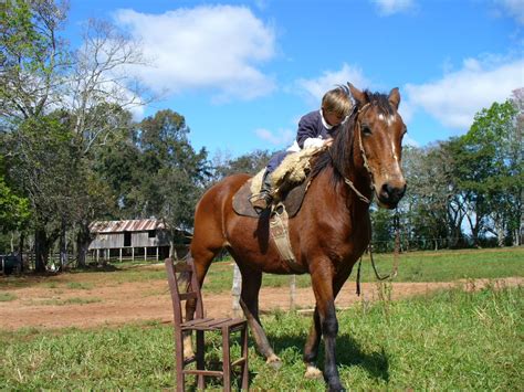 Retendo Momentos Tradições Gaúchas Laçar E Cavalgar Se Aprende Desde Pequeno